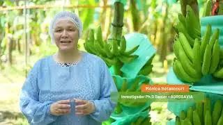 EDICI&Oacute;N NOTICIERO BANANA EXPORT MARTES 11 - 11 - 2025