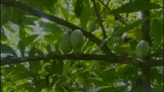 Cocoa tree # Small evergreen tree # Kuttanad