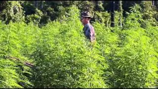 Desmanes -  thc (Chapa)