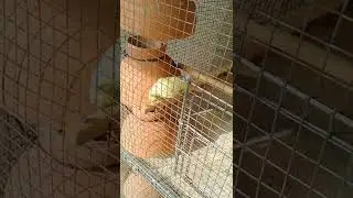 🦜My budgie taking Sun Bath 🌞#trending #birds #budgies #colony #sun