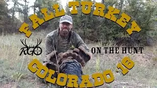 Colorado Fall Turkey Hunt- RGO Ep 22- Merriam's