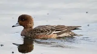plenty to see on my last couple of visits to blashford lakes, most footage taken on 05/01/24...