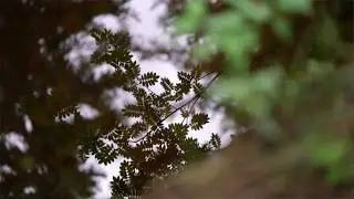 Niversus - piano and nature (feat. lotr theme)