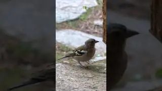 Common Chaffinch  #birdwatching #birds #chaffinch