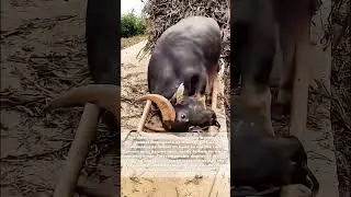 Smart Bovine: Watch This Clever Buffalo Hitch Itself to the Cart!