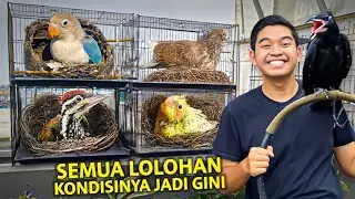 SEMUA LOLOHAN SUDAH BESAR! KONDISINYA JADI GINI SEKARANG!
