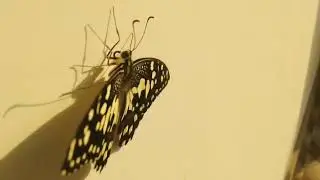 Butterfly Flapping Wings
