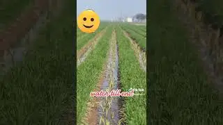 Multi crop wheat and sugarcane