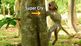 Million Cry!Poor Janna crying seizures follow mom climb the tree,Janna sacred Janet play hurt to her