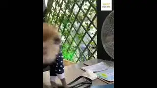 Mini khabib hasbulla funny moments with his pet monkey #shorts #hasbulla