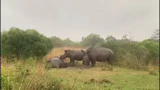 Rhino love. Our rhinos, monitored 24/7 by our anti poaching team❤️🦏