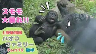 やんちゃなリキより元気すぎる赤ちゃんゴリラのスモモ(Part16:後半)Sumomo the baby gorilla who is more energetic than naughty Riki