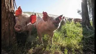 Pasture-Raised Pork You Can Trust | Stemple Creek Ranch