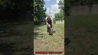 Puppy training. Дрессировка щенка немецкой овчарки. #dog #dogs #puppy #puppylove #puppydog #gsdpuppy