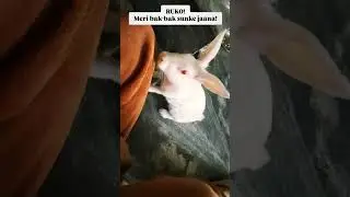 Chiku's talks! #chiku #relatable #funny #cute #bunny #shorts #ytshorts #story