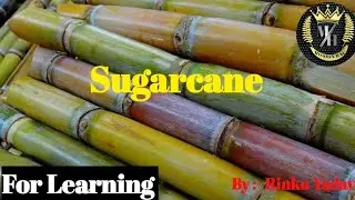 Sugarcane || Cash Crops || Bsc agriculture 6 year program || #CCSHAU || @MissionHAU 