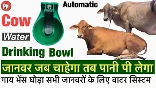 How to install cow water drinking bowl | all animal automatic water system ￼| cow farm dheri house