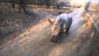 Baby white rhino 'Little G' really believes he's a lamb