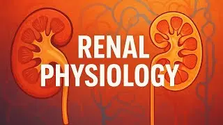 Renal Physiology Part 13 :TF/P ratio from book :BRS PHYSIOLOGY 