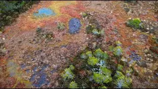 Torronsuo bog, drone exploration in 4K