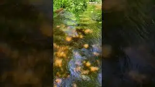 Nine Mile Creek in Bloomington Minnesota