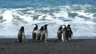 Chinstrap Penguins At Bailey's head Rookery on Deception Island Antarctica