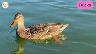 Ducks: Amazing Water Birds! 🦆🌊 | 2-Minute Science for Kids