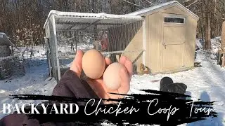 Backyard Suburban Chicken Coop Tour. Quarter Acre Farming