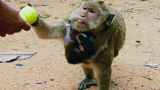 Mother monkey Maria ask food because she very tired and hungry after gave birth