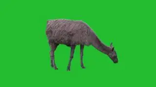 Animal eat grass green screen vfx footage