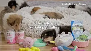 Peten Koiratarvike - Kaikki pentuarkeen!