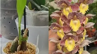 Моя орхідея морковка 🌱😍 як змінилась за 3 місяці 😉❤ #catasetum 
