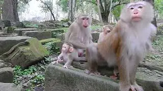 Family baby monkey