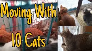 Moving with 10 Cats | CatsLifePH | Life in Philippines with 10 cats