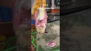 Master Chef Cuts Huge Malabar Travelly Fish in Japanese Style