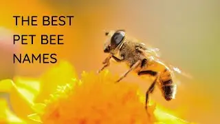 36 of the Best Pet Bee Names 🐝 Queen & Honey Bee Names, Cute & Funny
