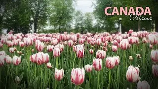 Walking on last day of Tulip Festival, Dow&rsquo;s Lake | May, 2025 Ottawa | 4K