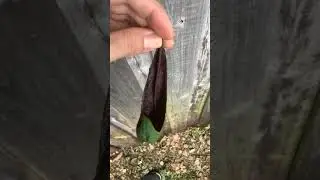 Boat shaped leaf