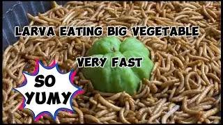 Larva eating big vegetable so faster