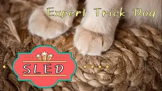 SLED Expert Trick Dog (ETD)