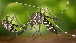 A Detailed and Lengthy History of Mosquitoes and Their Impact on Human History| #history