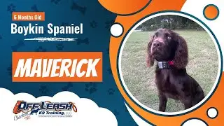Boykin Spaniel | 6 month old - Maverick | Boykin spaniel training Charlotte