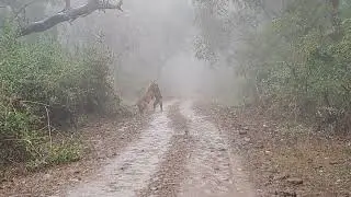 tigers cubs masti time @ jim corbett jungle safari dhikala zone