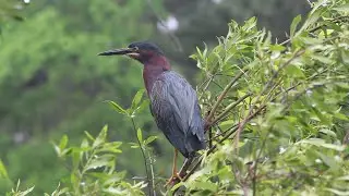 Green Heron!