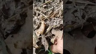 Identifying Elephant Garlic
