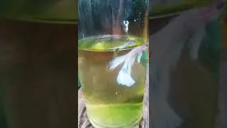 #betta#multicolor
