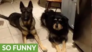 Cute toddler helps feed three obedient dogs