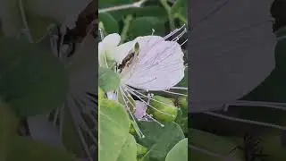 Kappar  | Caper Bush | Capparis orientalis