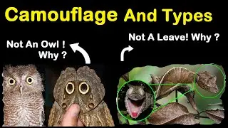 Camouflage | Types Of Camouflage | Examples Of Camouflage