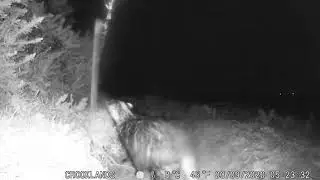 Crooklands Farm Badger set